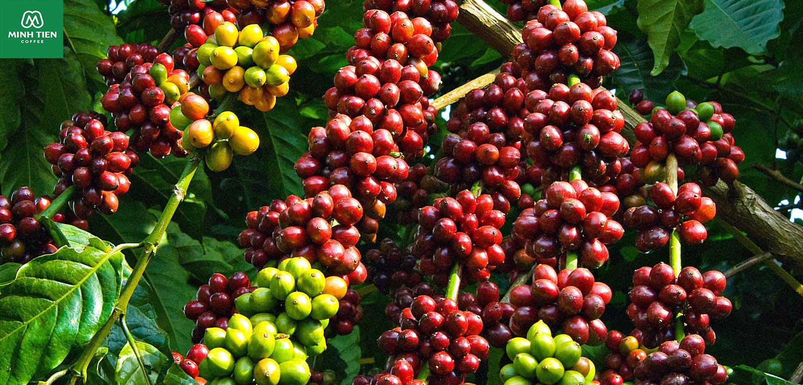 ca phe robusta