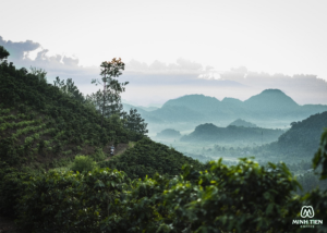 THAM QUAN VÙNG TRỒNG CÀ PHÊ CỦA MINH TIEN COFFEE TẠI SƠN LA