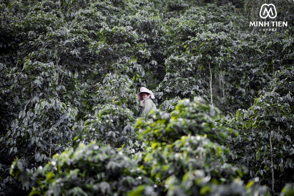 nông dân tại vùng trồng cà phê